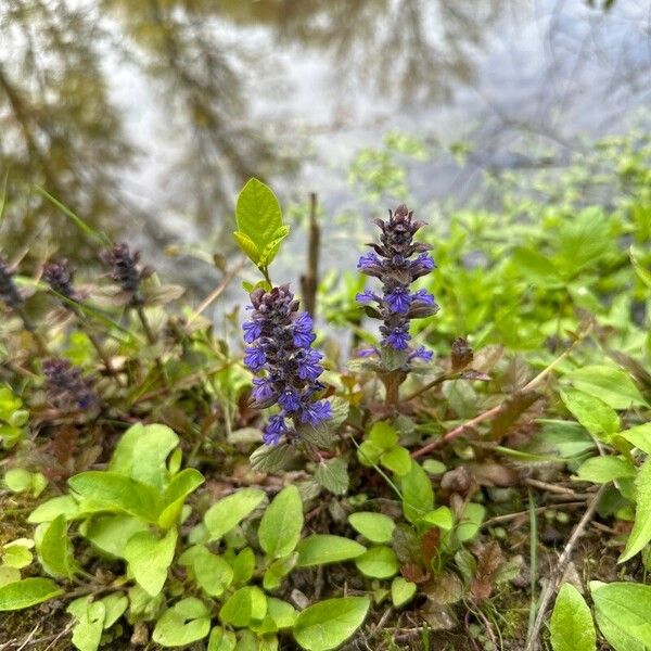 Ajuga genevensis Цветок