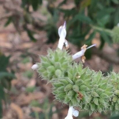 Salvia mellifera 花