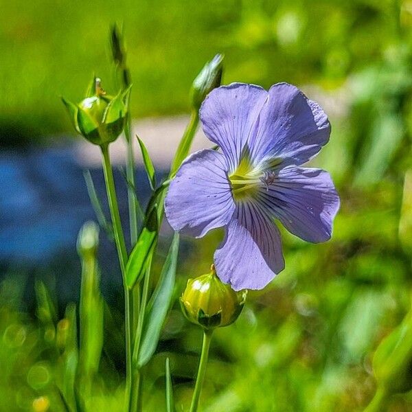 Linum usitatissimum Flower