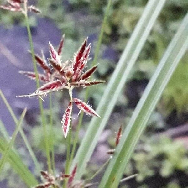 Cyperus longus Кветка