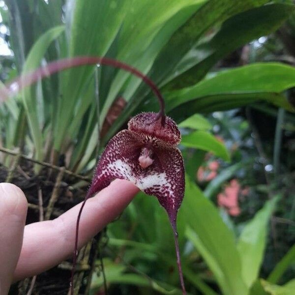 Dracula erythrochaete Flower