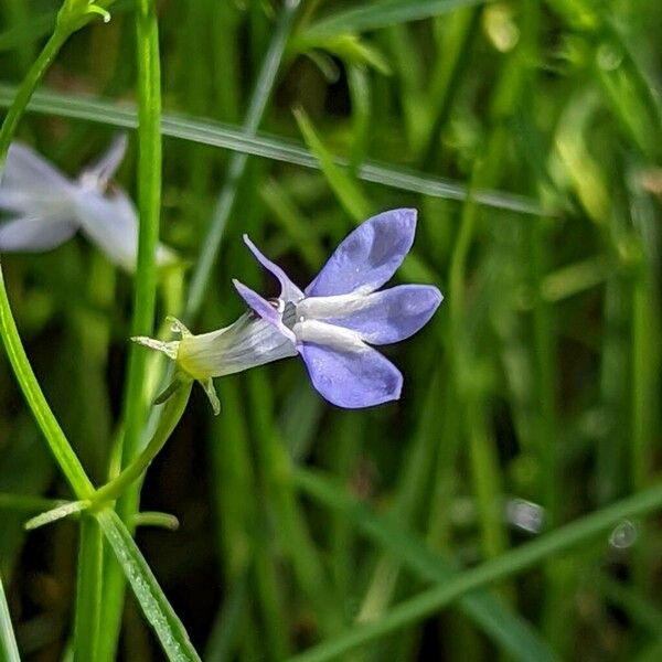 Grammatotheca bergiana Lorea