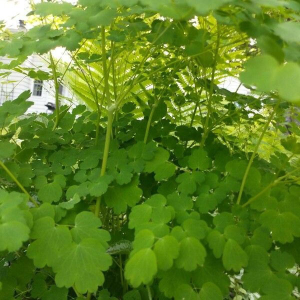 Thalictrum aquilegiifolium ഇല