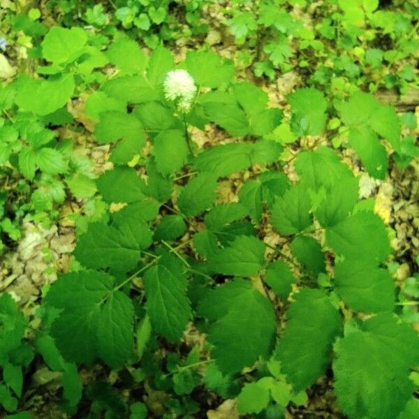 Actaea spicata Хабит