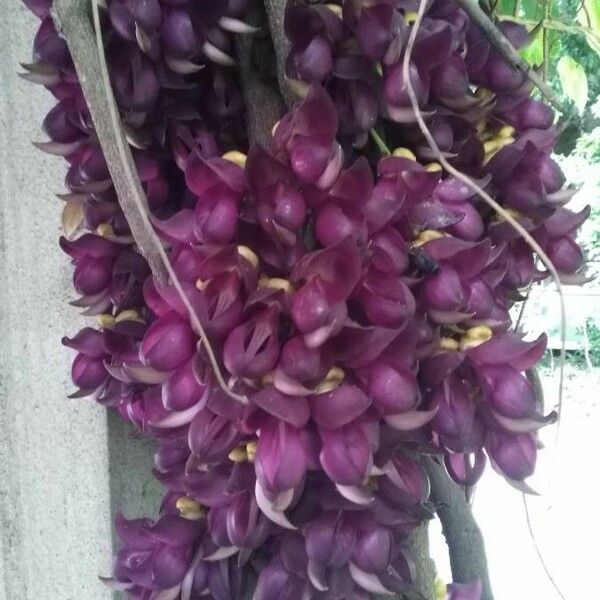 Mucuna sempervirens Žiedas