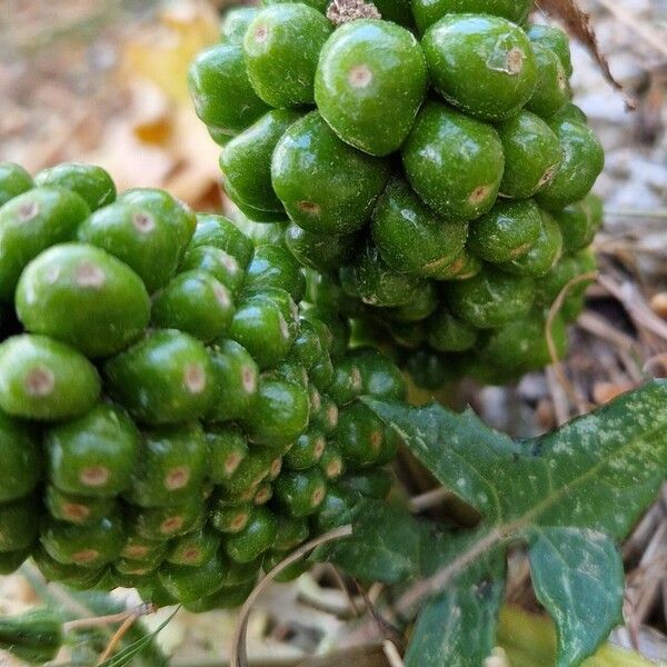 Arum pictum Frugt