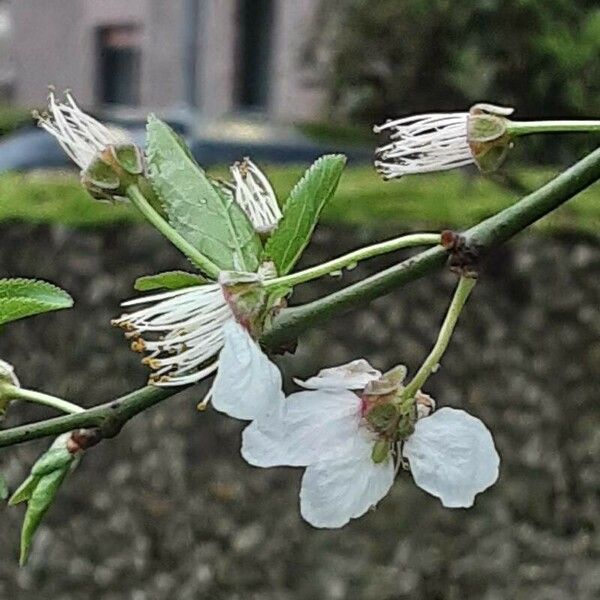 Prunus cerasus फूल