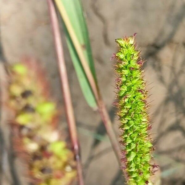 Setaria verticillata Плод