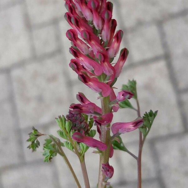 Fumaria densiflora Кветка