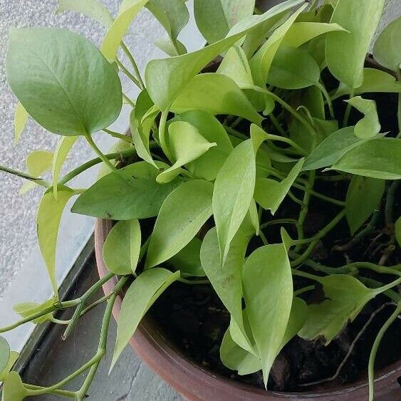 Epipremnum aureum Leaf