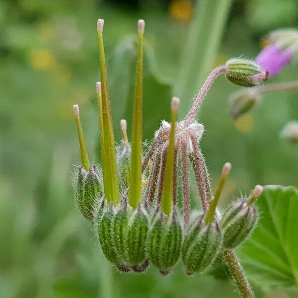 Erodium malacoides Meyve