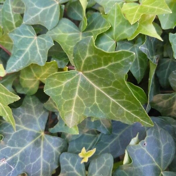 Hedera hibernica 葉