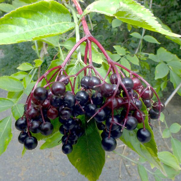 Sambucus nigra 果実