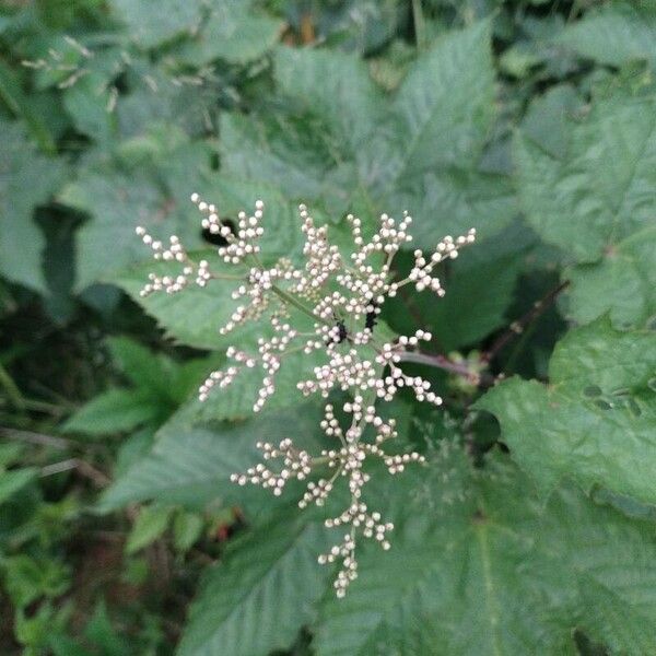 Filipendula ulmaria Flower