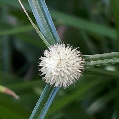 Cyperus brevifolius Flower