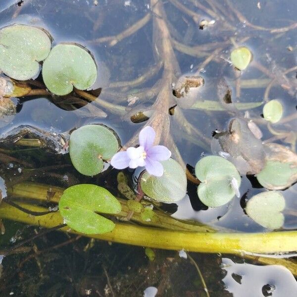 Pontederia natans Blodyn