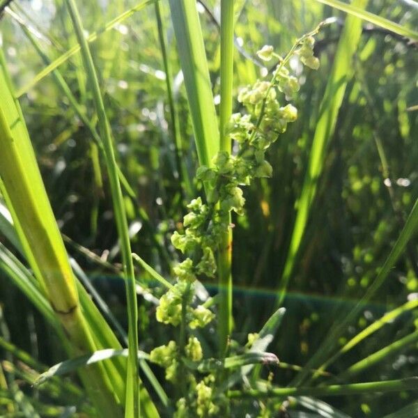 Rumex crispus Flower