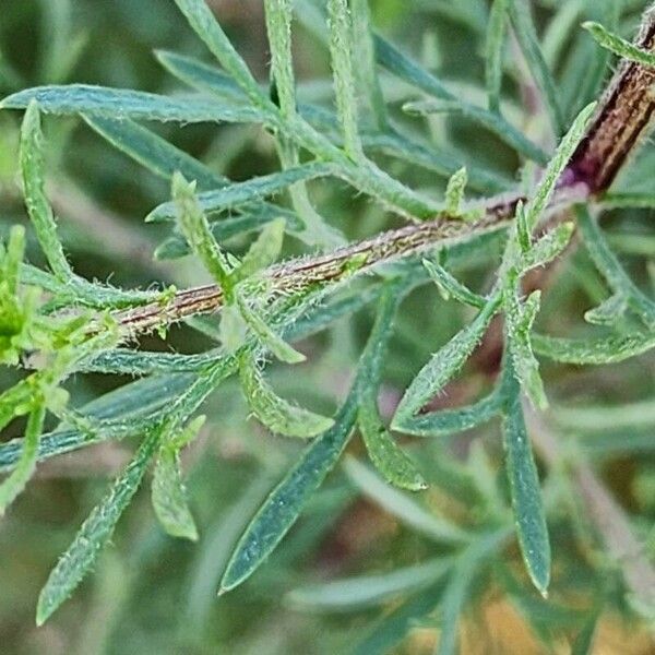 Artemisia scoparia List