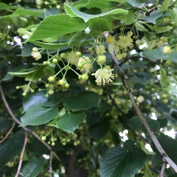 Tilia cordata Flower