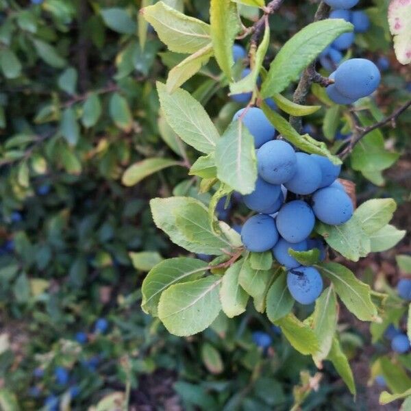 Prunus spinosa Fruit