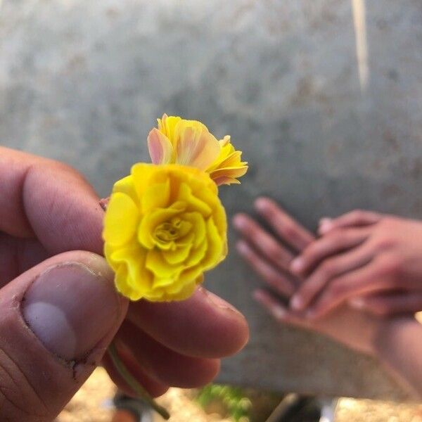 Oxalis pes-caprae Flor