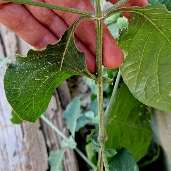 Achyranthes aspera Bark