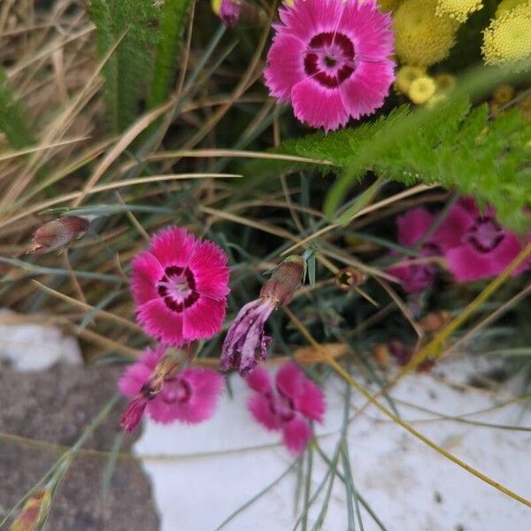 Dianthus plumarius Квітка