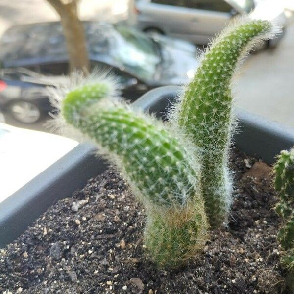 Cleistocactus winteri List