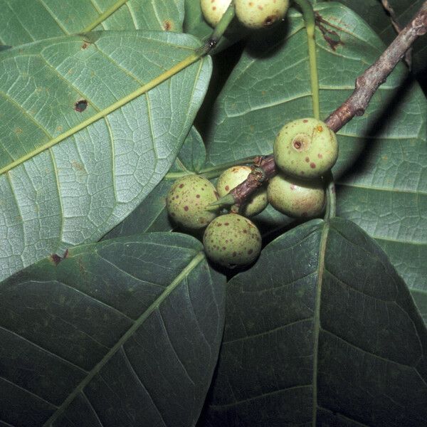 Ficus krukovii Vrucht