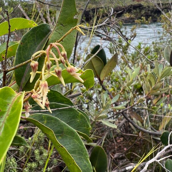 Agatea longipedicellata Floro