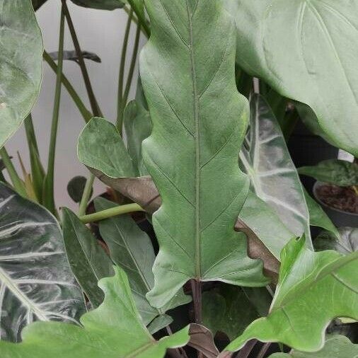 Alocasia lauterbachiana موطن