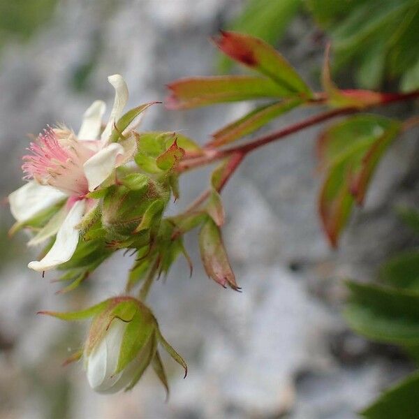 Potentilla caulescens ফল