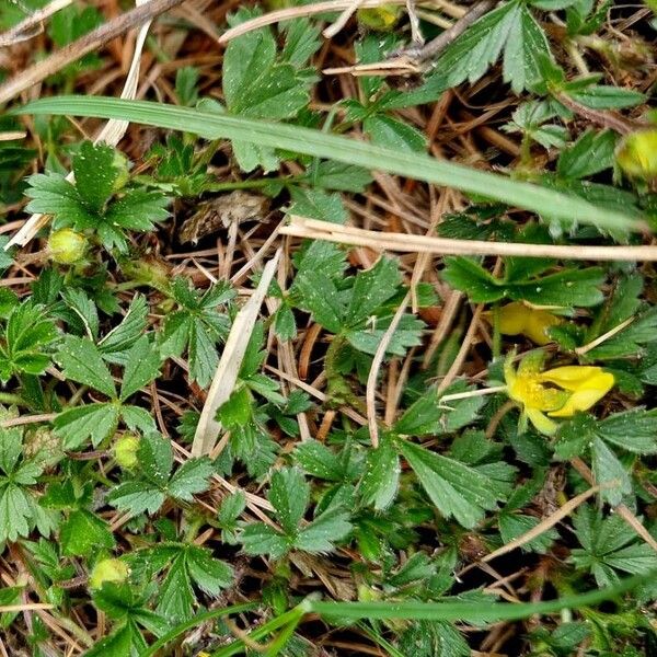 Potentilla verna Folha