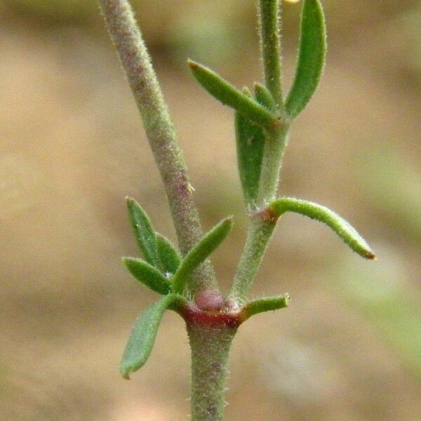 Rhodalsine geniculata Outro