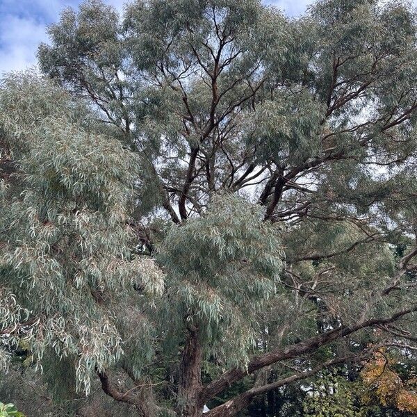 Eucalyptus nicholii Habit