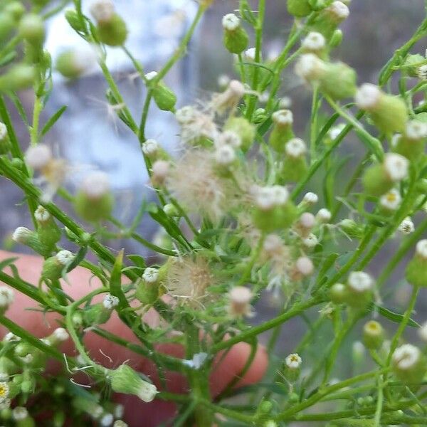 Erigeron canadensis Çiçek