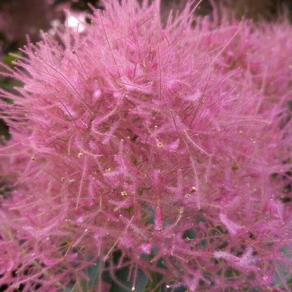 Cotinus coggygria ফুল