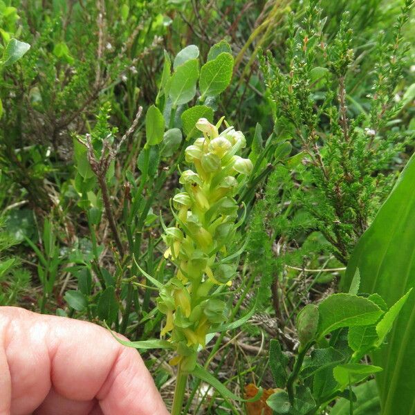 Dactylorhiza viridis Floro