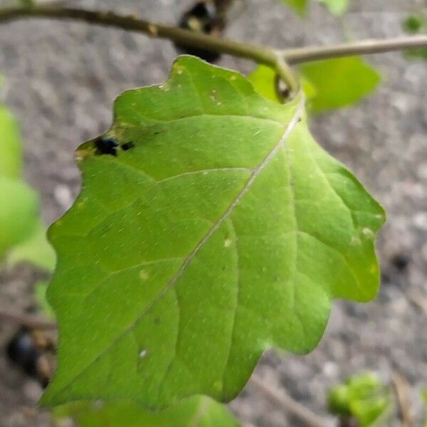 Solanum nigrum List