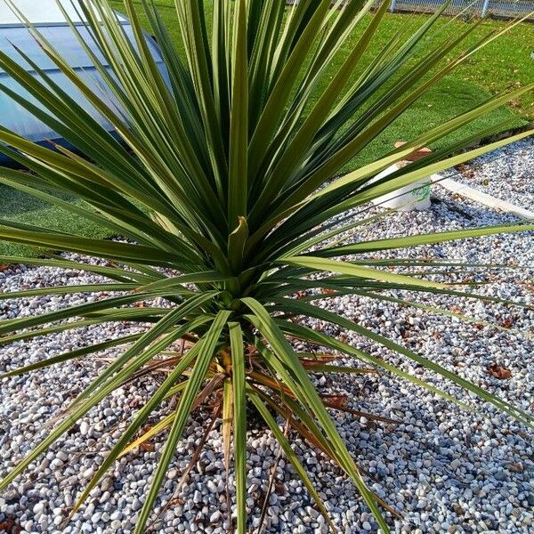 Cordyline australis List