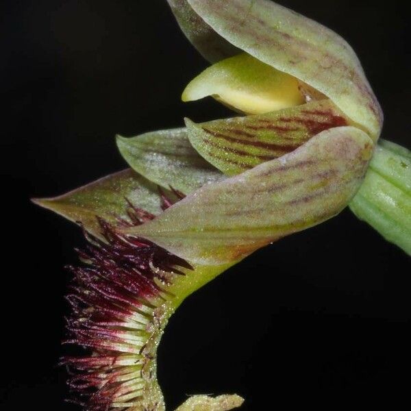 Calochilus neocaledonicus Flor
