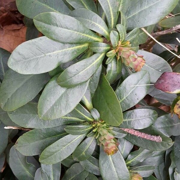 Euphorbia amygdaloides Lehti