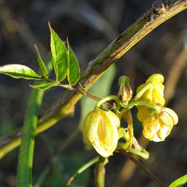 Senna occidentalis Flor