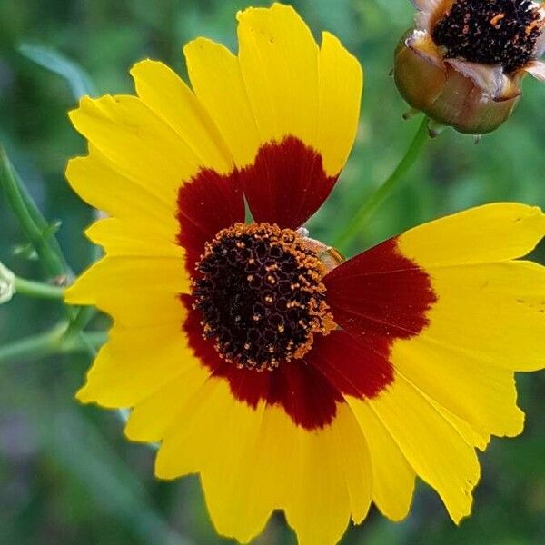 Coreopsis tinctoria Fiore