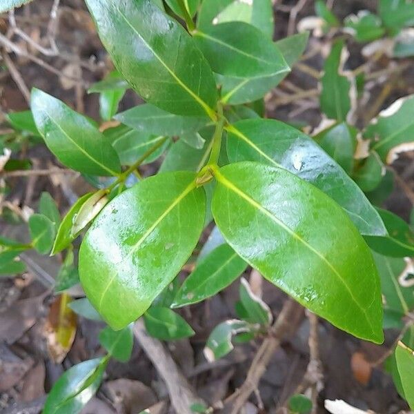 Avicennia marina 葉