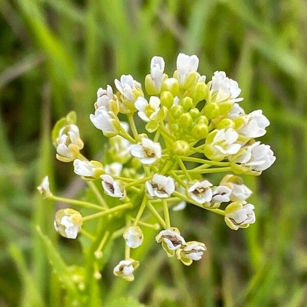 Thlaspi arvense Fleur