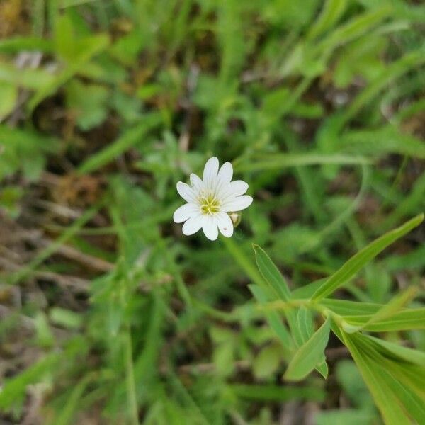 Cerastium arvense Lorea