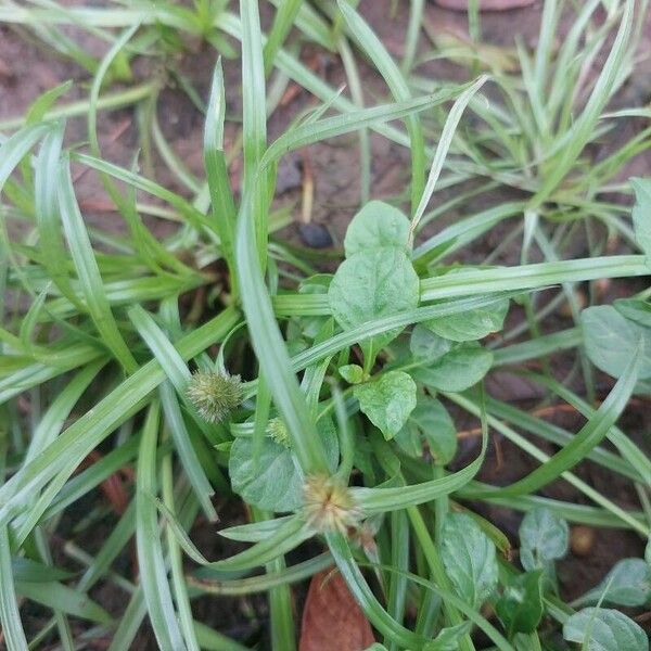 Cyperus brevifolius ഇല