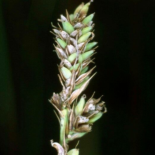 Carex buxbaumii 果