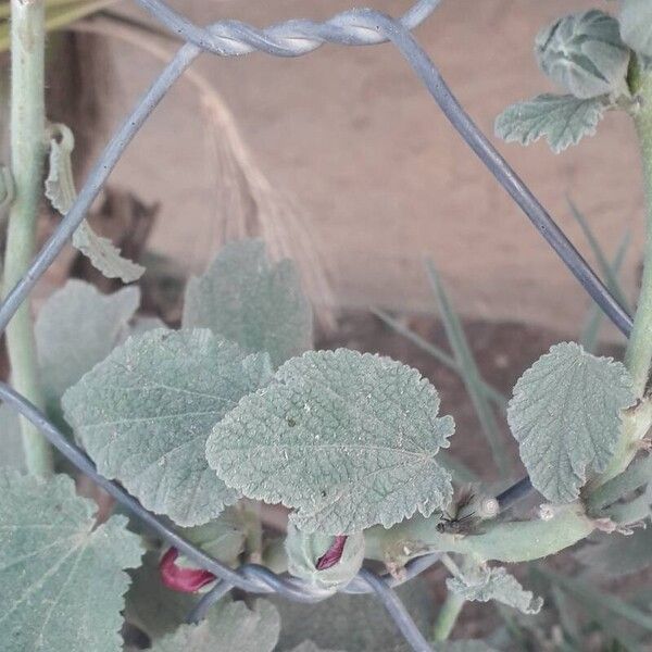 Alcea setosa Fuelha